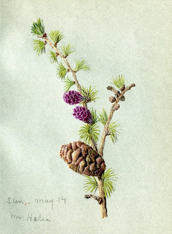 Hester Ferguson Henshall Collection