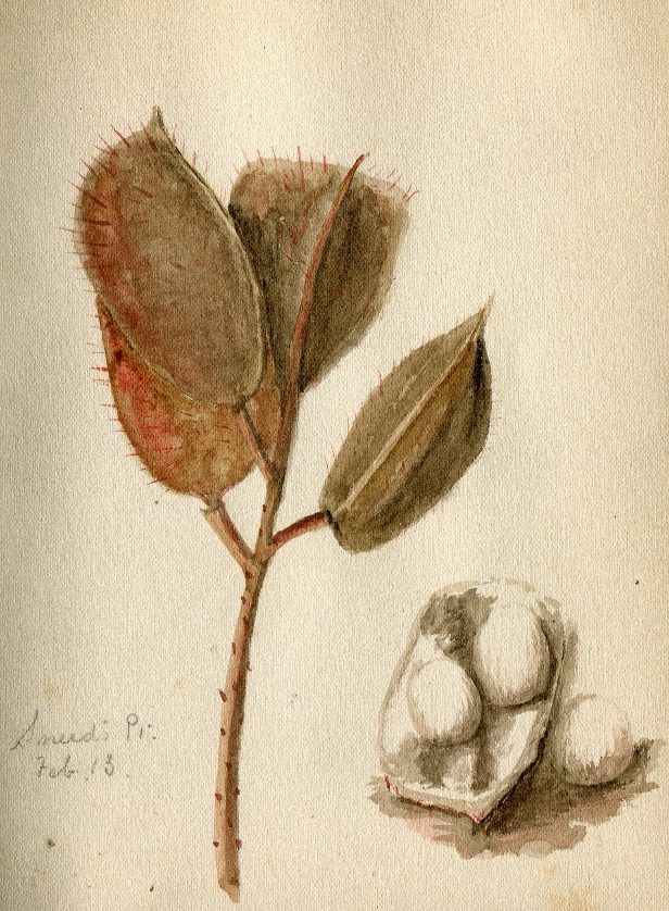 Hester Ferguson Henshall Collection