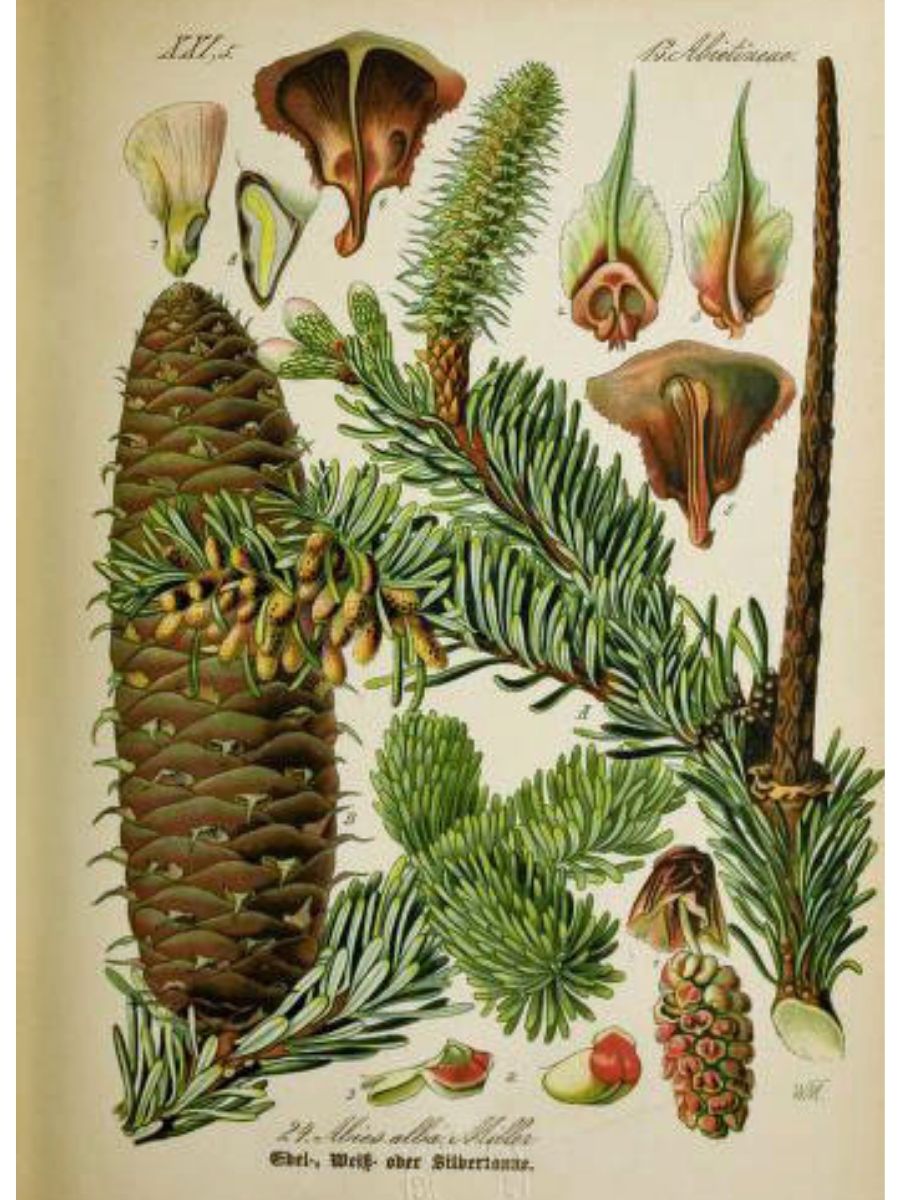 Abies alba (Silver fir) 