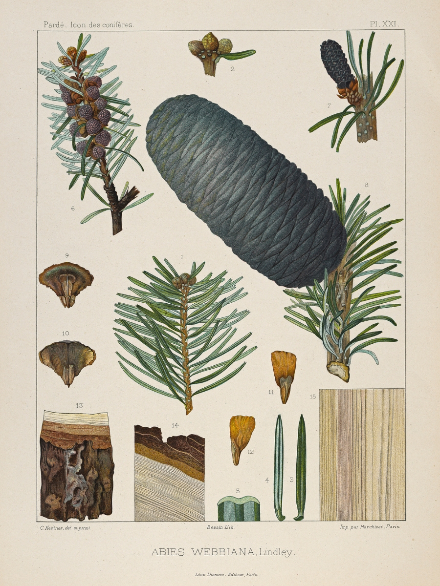 Abies webbiana (East Himalayan fir)