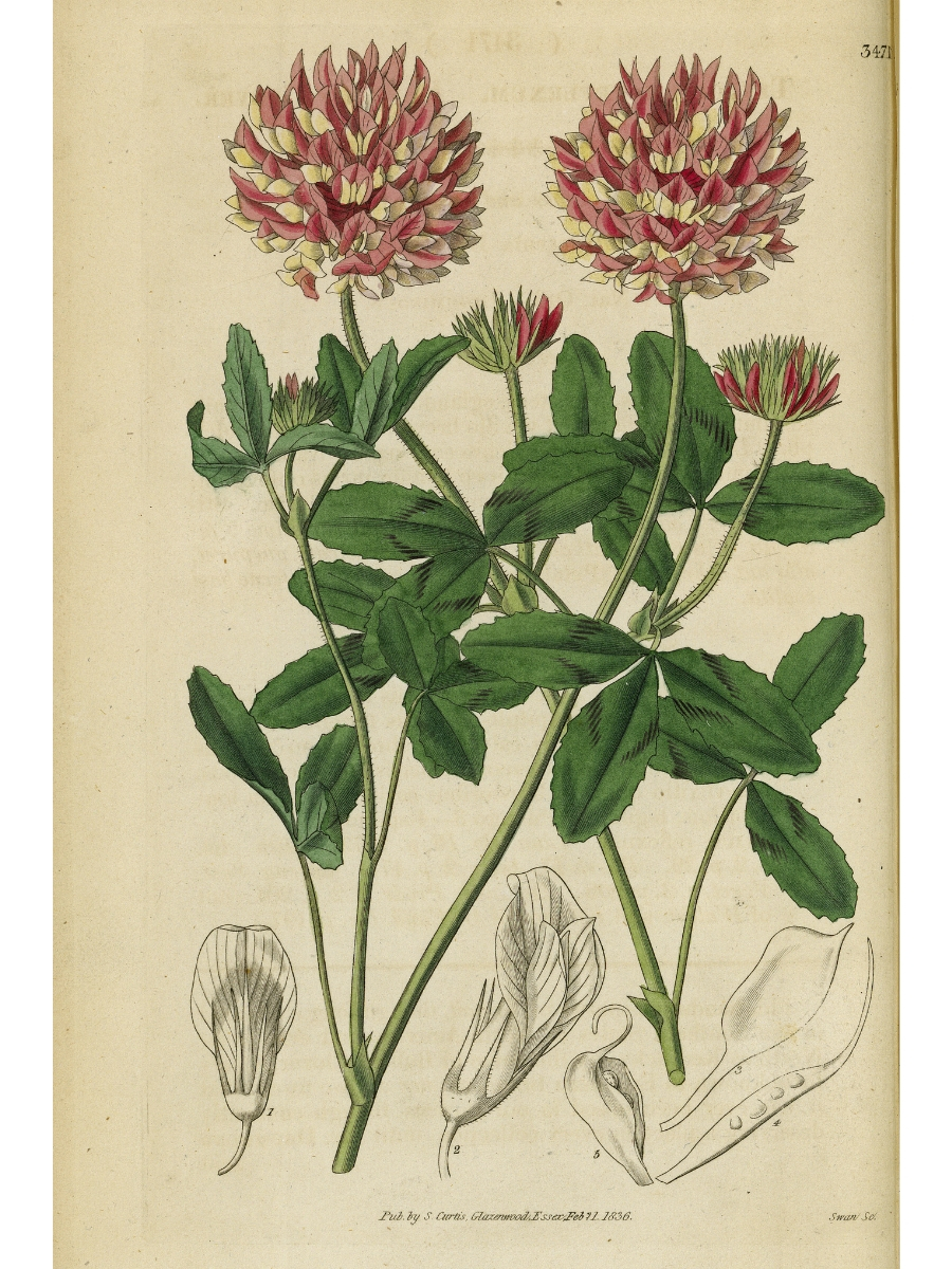 Trifolium reflexum (Buffalo clover)