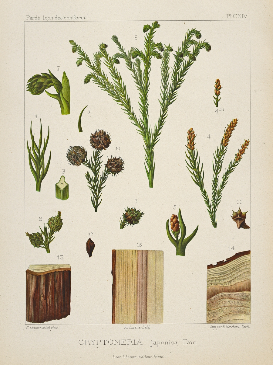 Cryptomeria japonica (Japanese cedar)