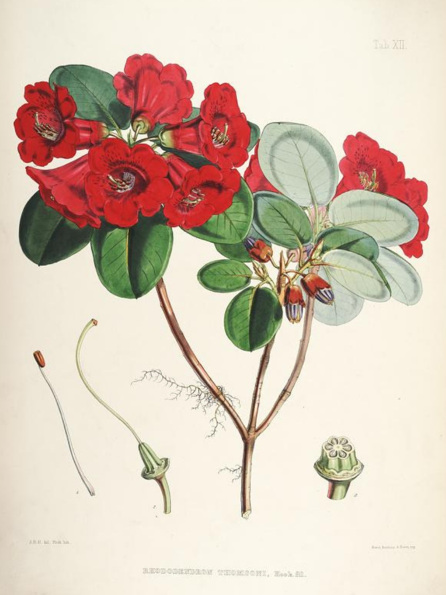 Rhododendron thomsonii