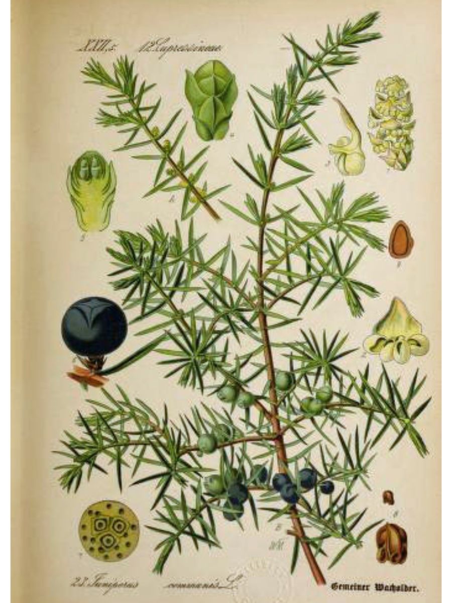 Juniperus communis (Common juniper)