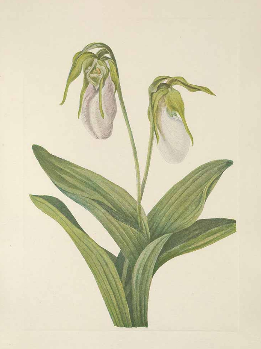 Cypripedium acaule (Lady's slipper)