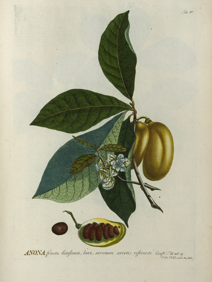 Asimina triloba (Pawpaw)