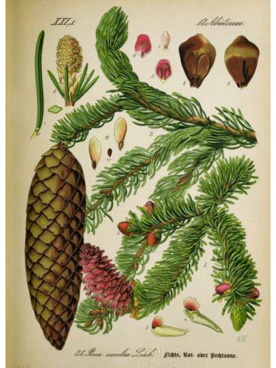 Picea excelsa (Norway spruce) 