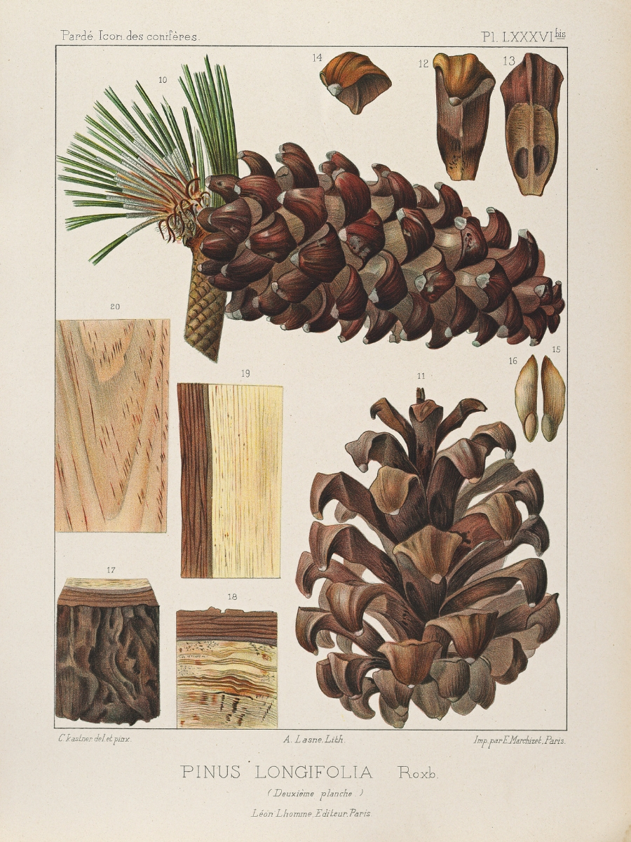 Pinus longifolia (Chir pine)