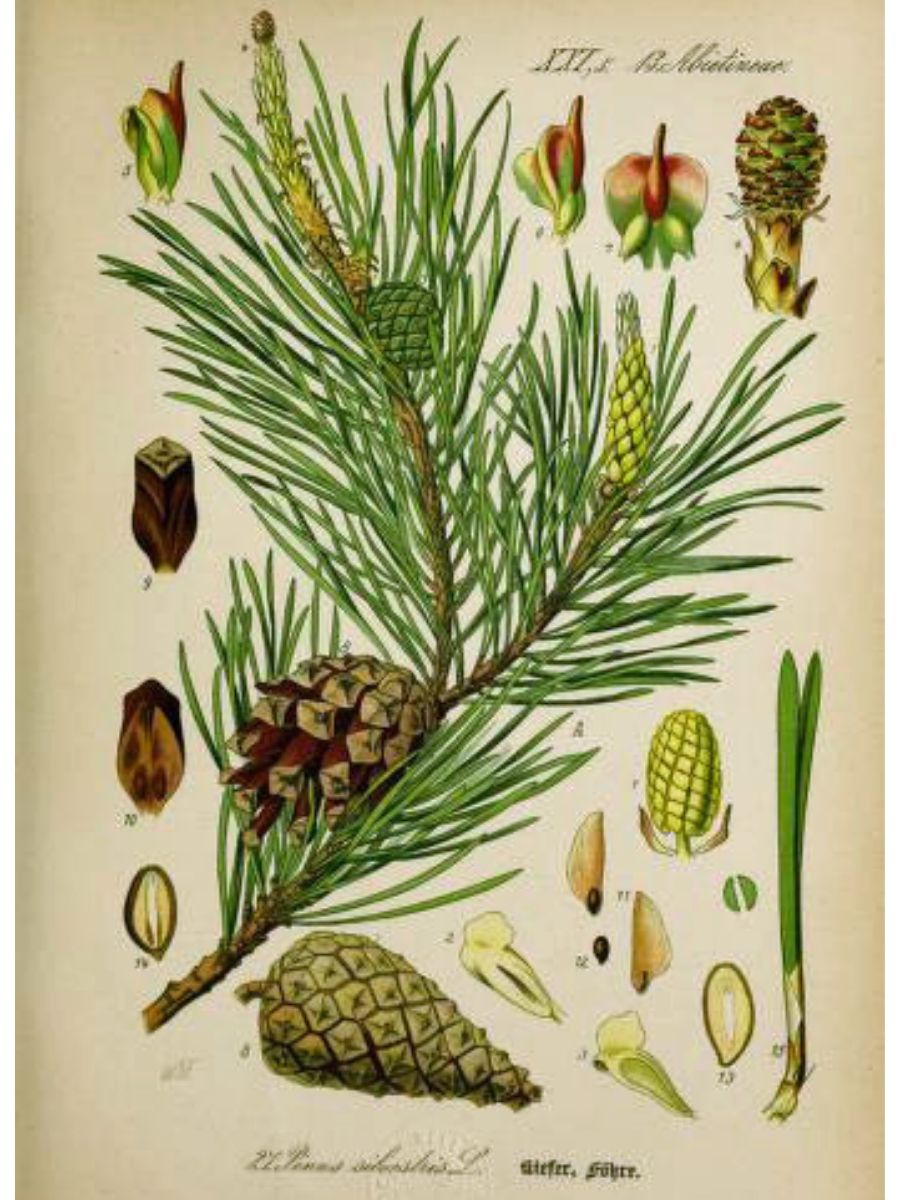 Pinus silvestris (Scots pine)