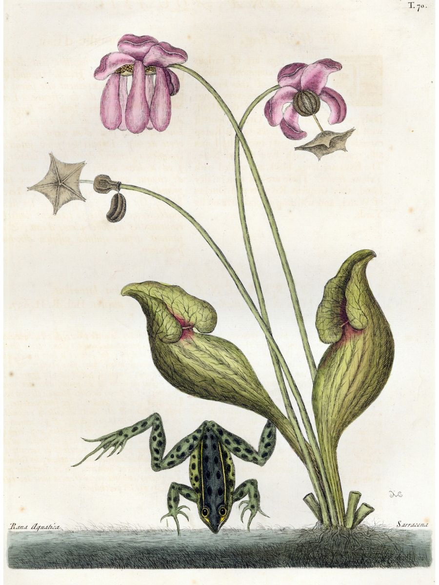 Sarracenia purpurea (Pitcher plant)