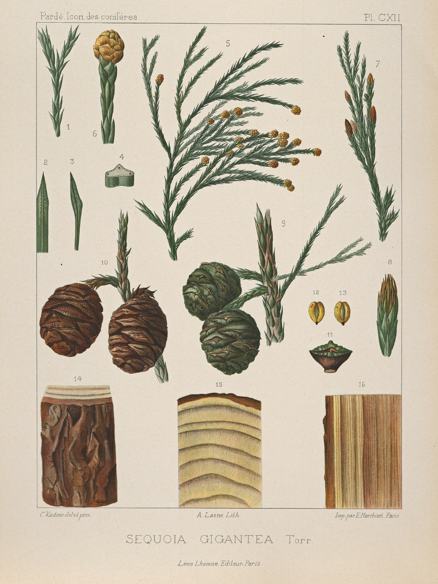 Sequoia gigantea (Sequoia)