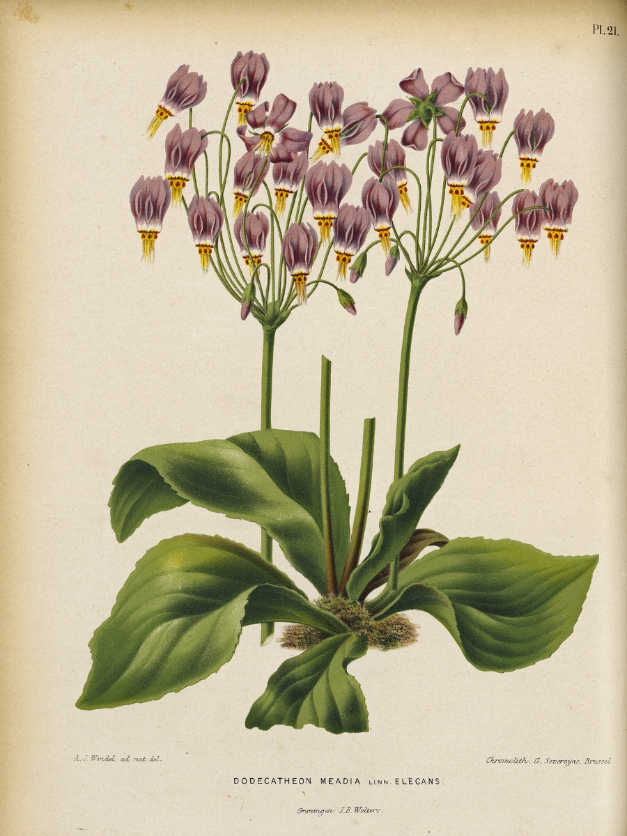 Dodecatheon meadia (Shooting star)