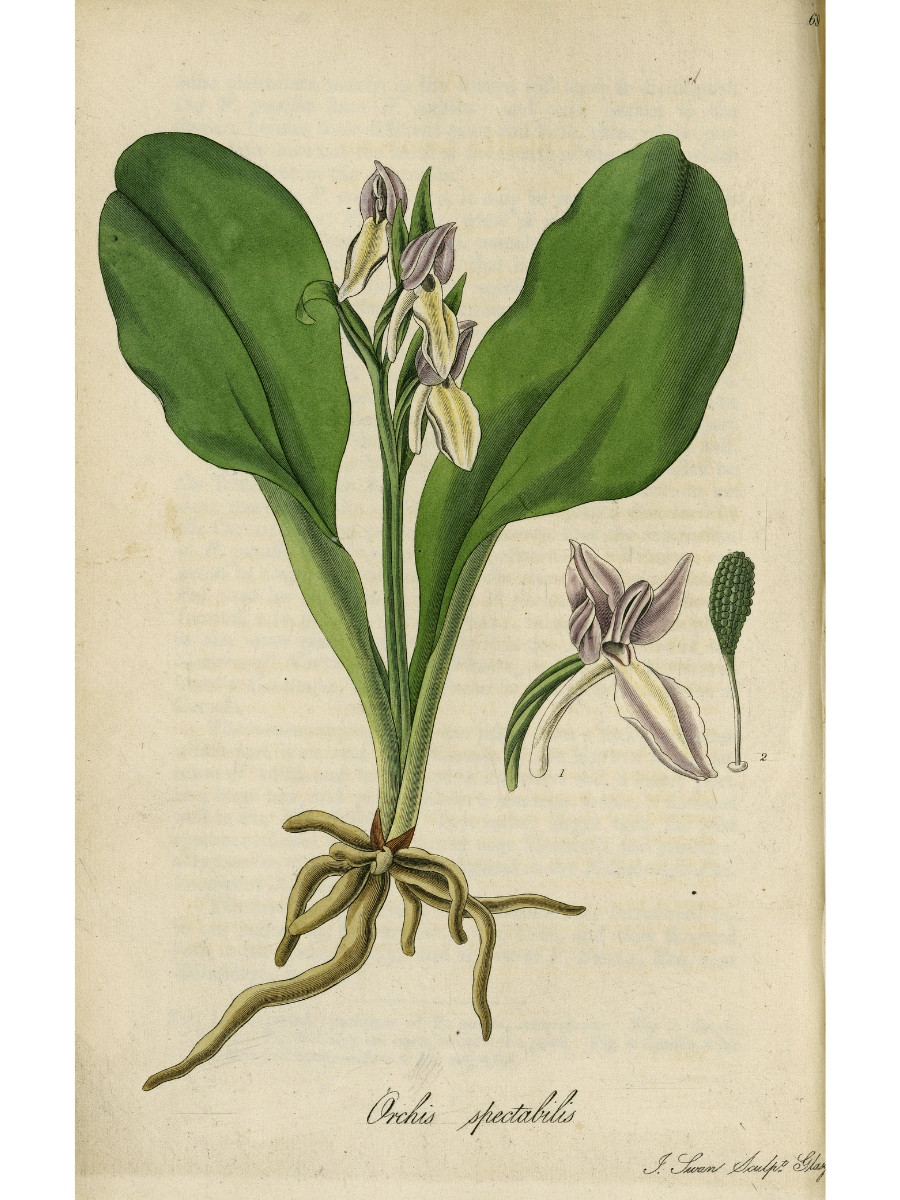 Orchis (Galearis) spectabilis (Showy Orchid)
