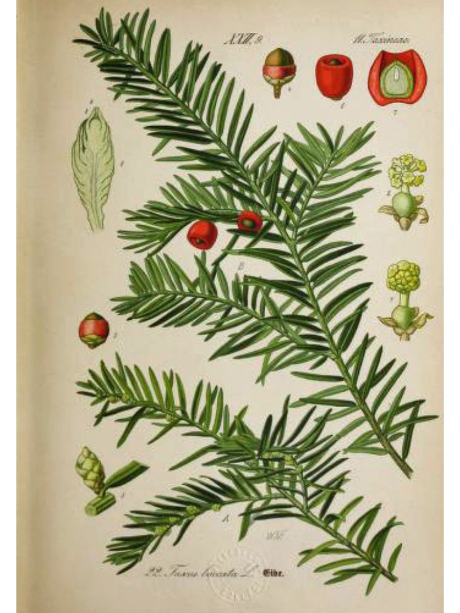 Taxus baccata (English yew)