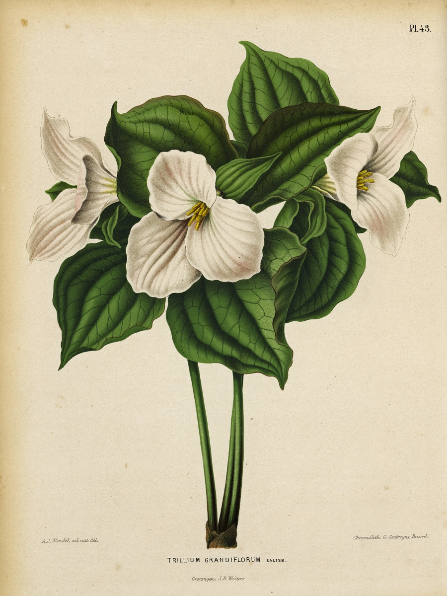 Trillium grandiflora (White trillium)