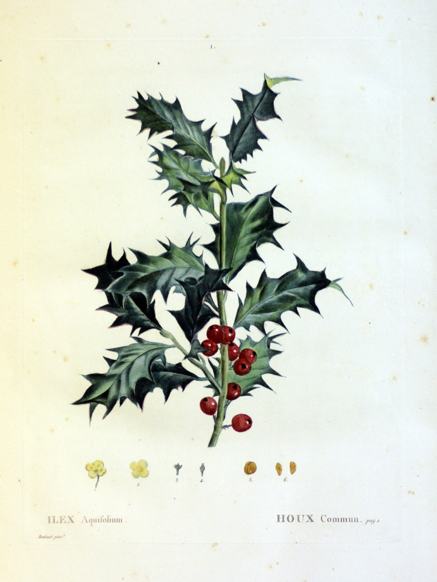 Ilex aquifolium (Common holly)