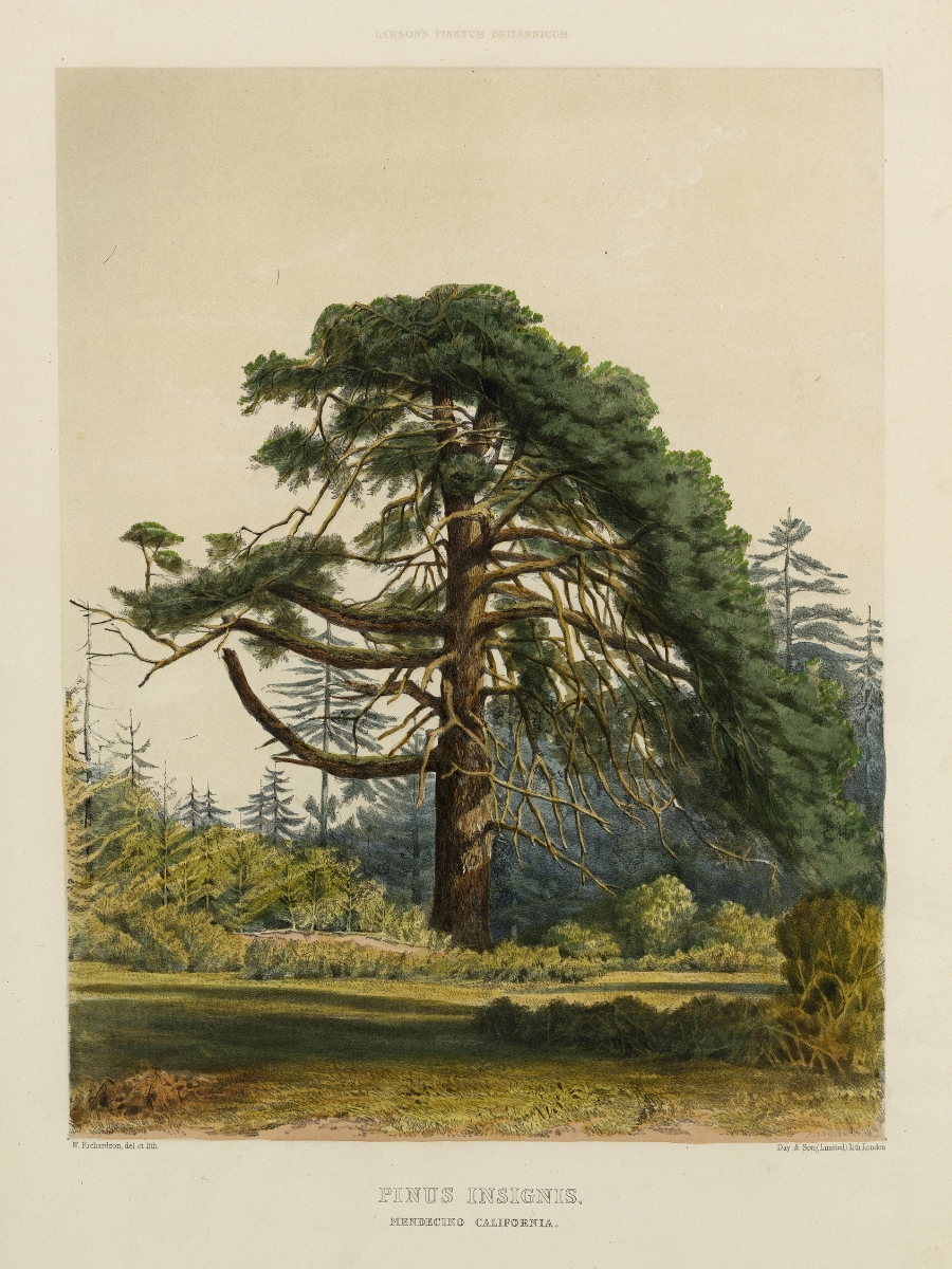 Pinus insignis (Monterey pine)
