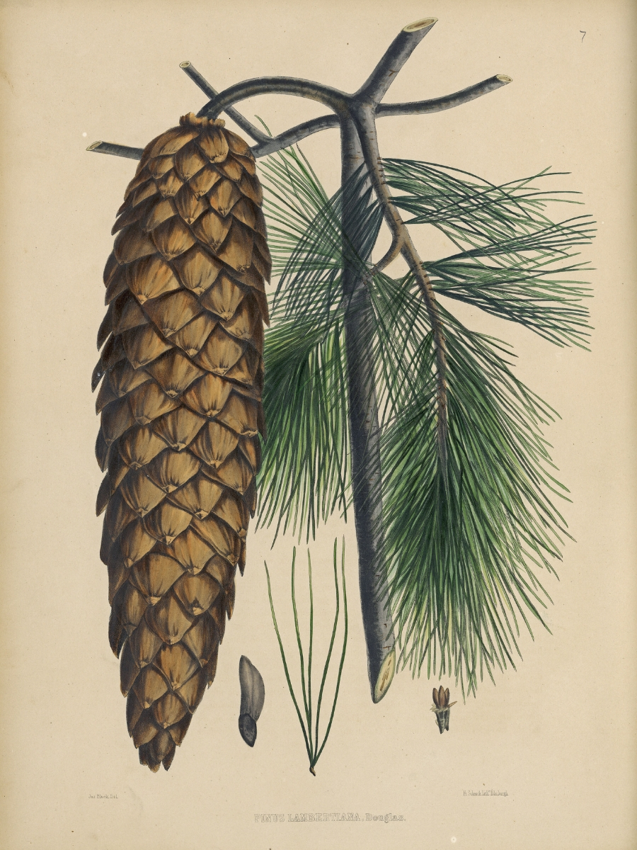 Pinus lambertiana (Sugar pine)