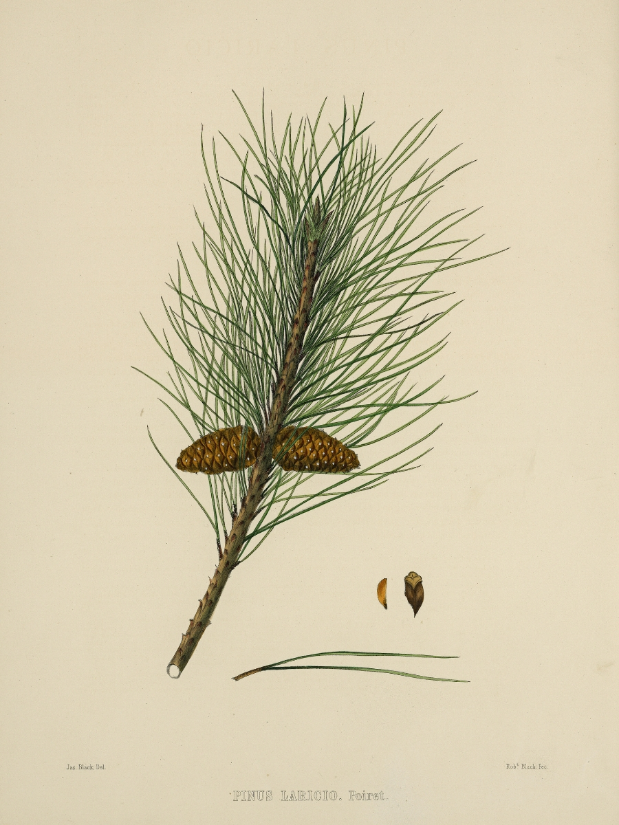 Pinus laricio (Austrian pine)