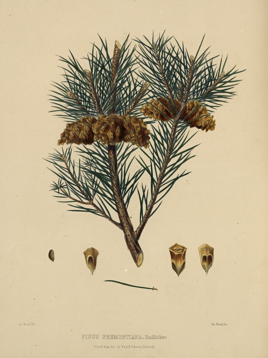 Pinus fremontiana (One-leaved nut pine)