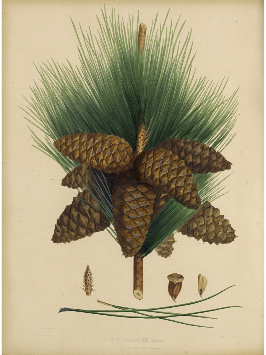 Pinus Pinaster (Maritime pine)
