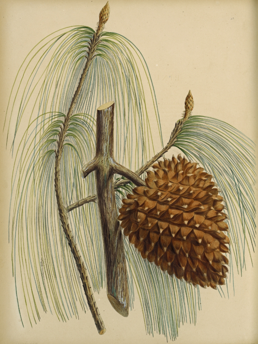 Pinus sabiniana (Gray pine)