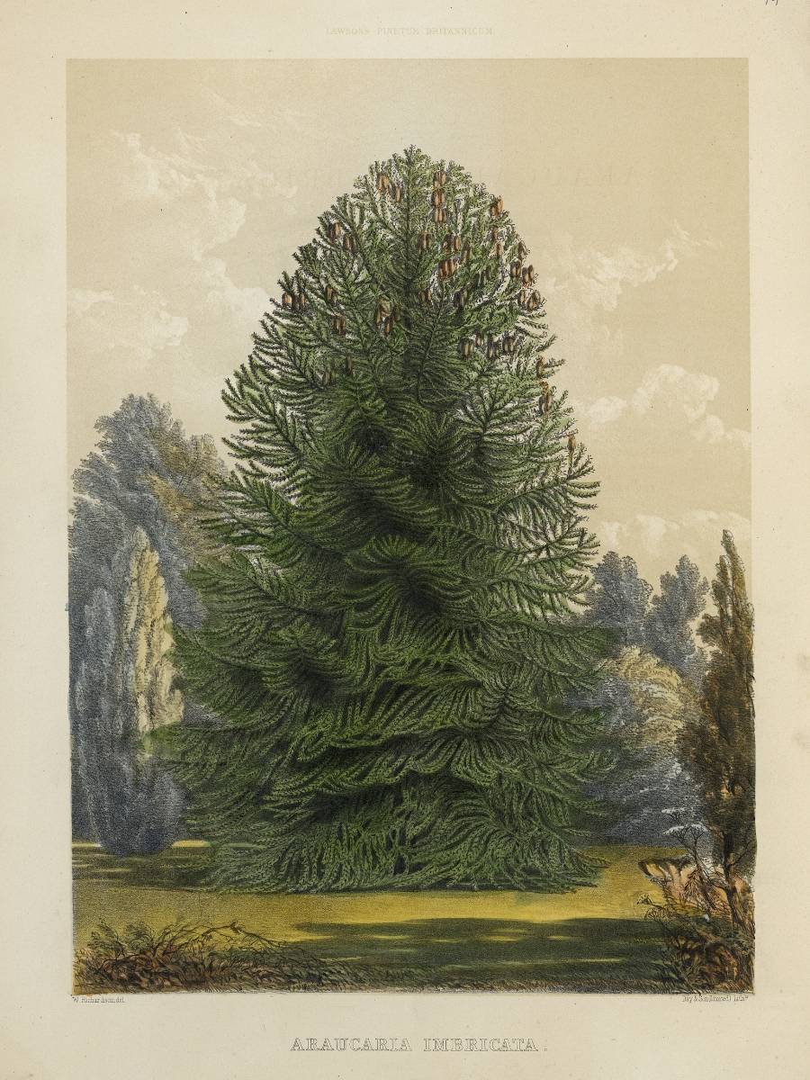 Auricaria imbricata (Monkey puzzle tree)