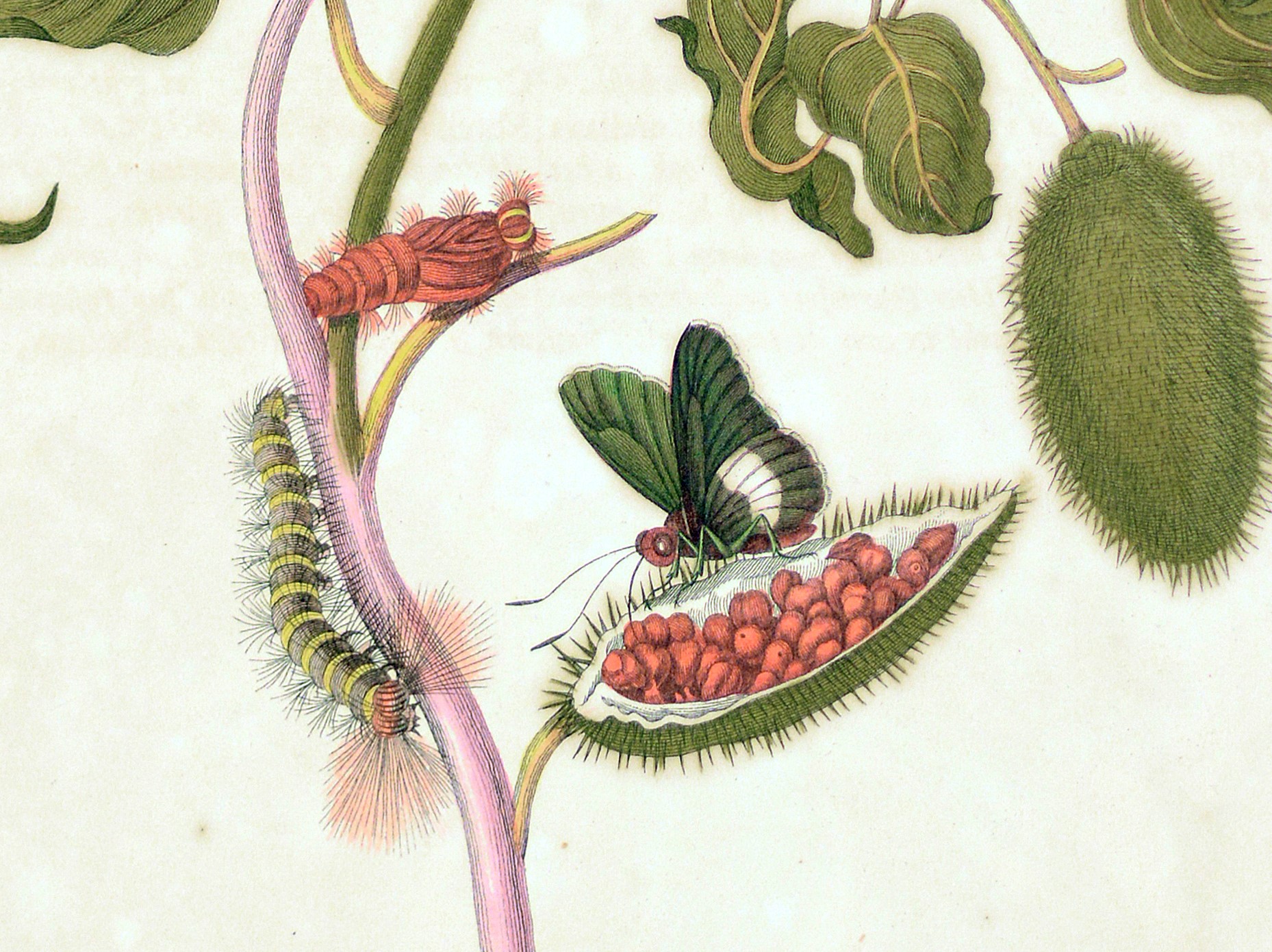 plate-44-1705-2.jpg
