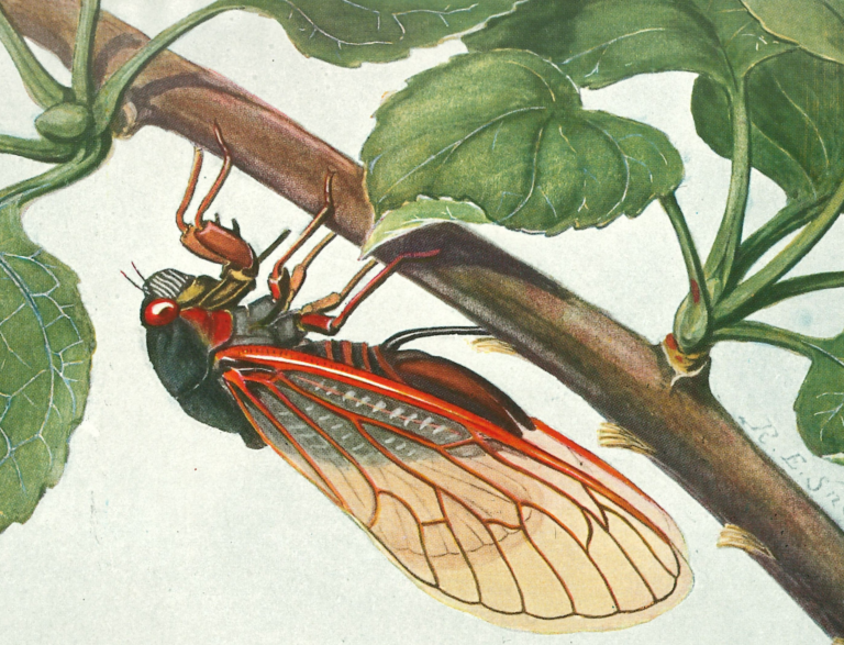 Coolor illustration of cicada on a branch