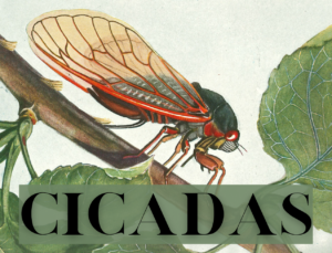 Cicada