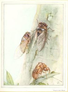 Fabre's watercolor of cicadas on a tree.