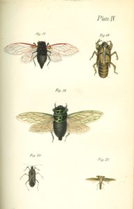 Jaeger color plate illustration of cicadas.