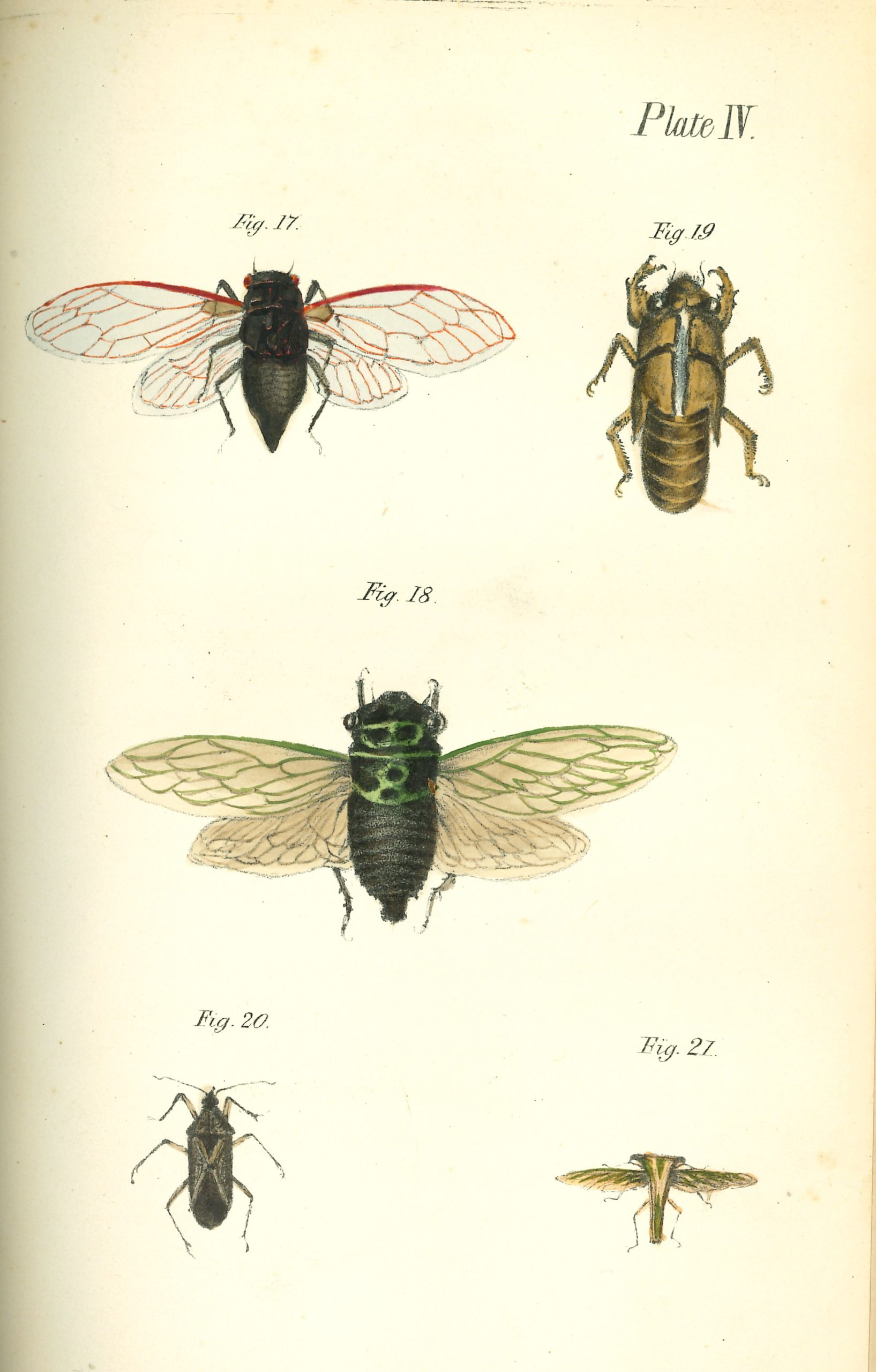 Cicada Insect Infographic Cicadas - Lloyd Library