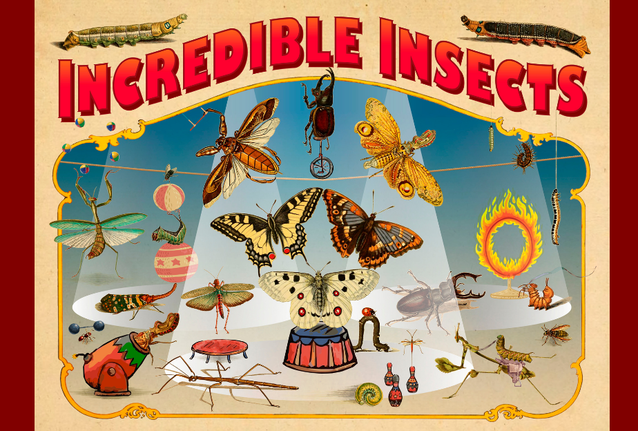 Depiction of a circus performed by a variety of insects