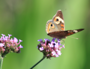 Image of butterfly on milkweed