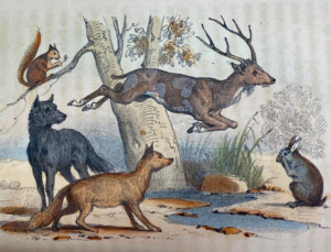 Hand-colored illustration of forest animals