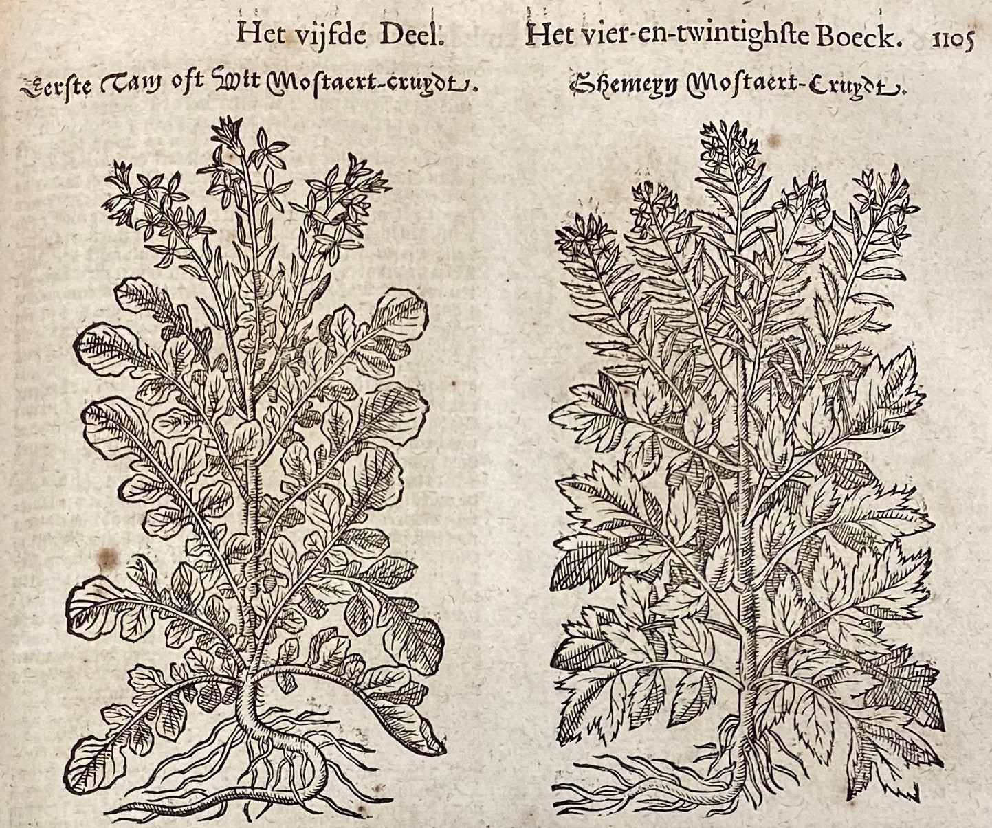 Illustrations of mustard from Dodoens