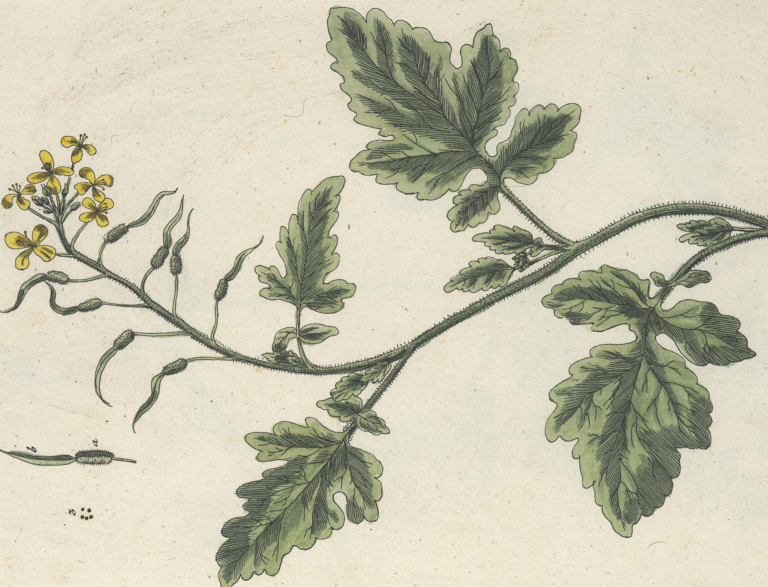 Closely cropped illustration of a mustard plant.
