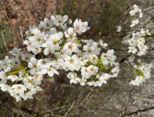 Flowers of the Callery pear
