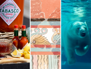 Collage of three images: bottles of tobasco sauce, Greek art and a swimming polar bear