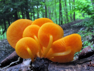 Photograph of Mycena leaiana by Walt Sturgeon