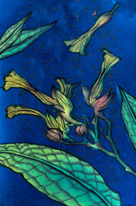 Tobacco illustration by Julia O. Bianco